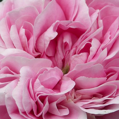 Online rózsa vásárlás - Rózsaszín - történelmi - alba rózsa - intenzív illatú rózsa - Rosa New Maiden Blush - James Booth - A virág közepe sötétebb rózsaszín, széle világosabb árnyalatú.